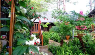 Alba-ra homestay Măng Đen: Căn nhà gỗ xinh xắn giữa rừng thông